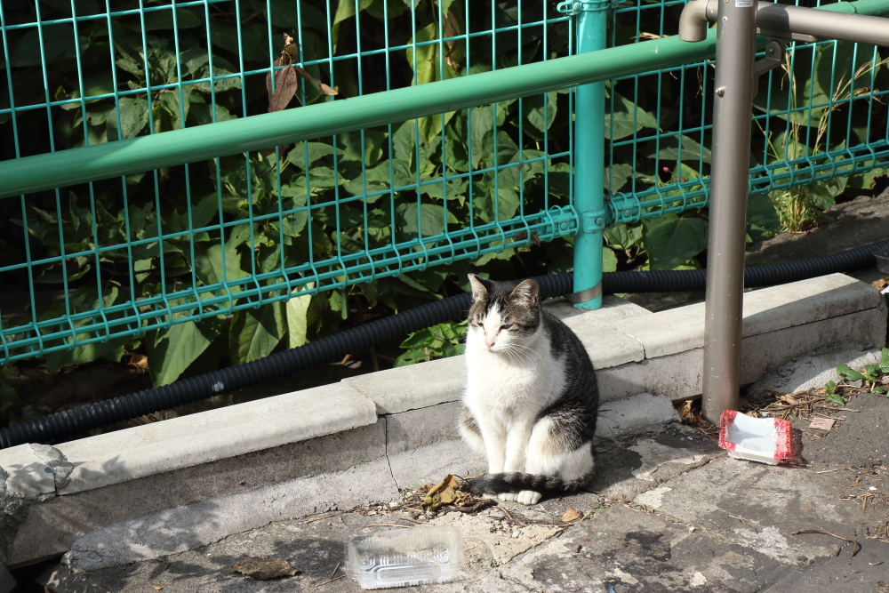 f:id:kawaturu:20191110002458j:plain