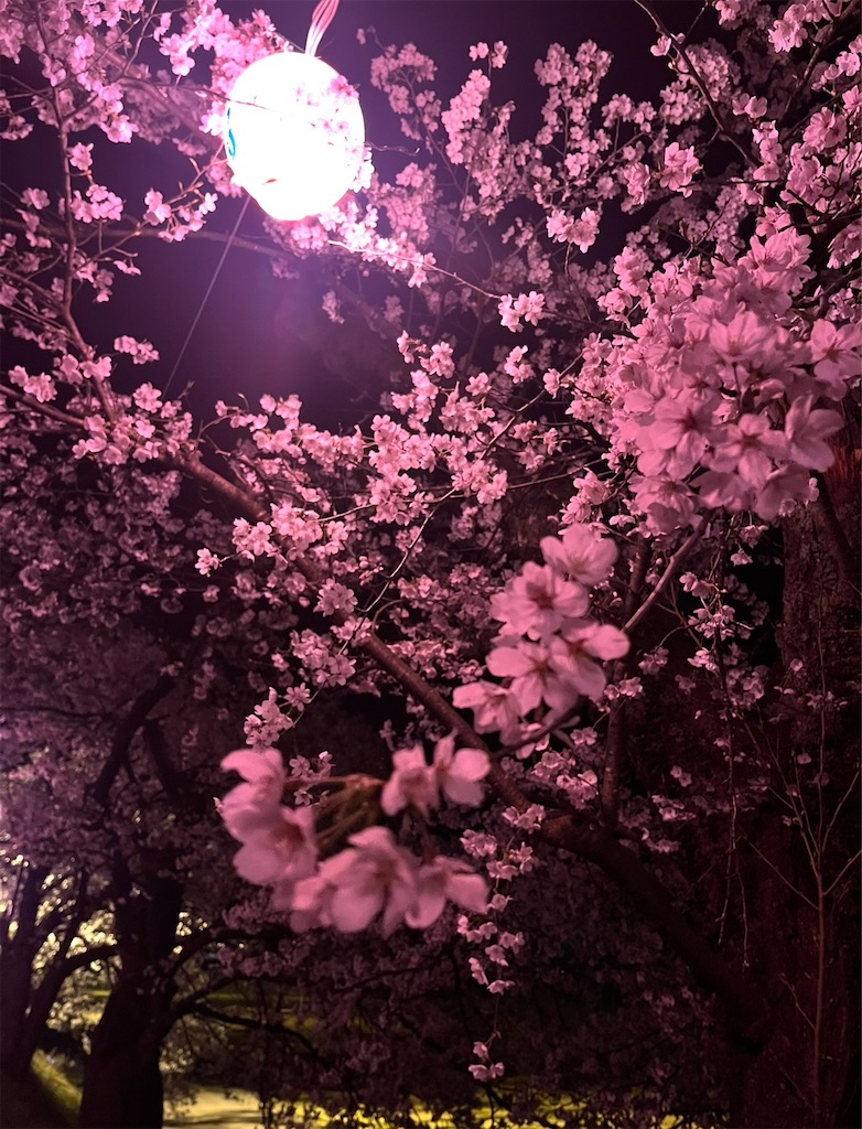 f:id:kawauso_otter:20260409202619j:image f:id:kawauso_otter:20260409202619j:image