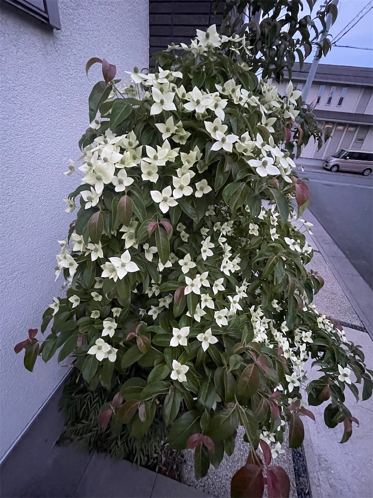 f:id:kawausoman:20230706230914j:image