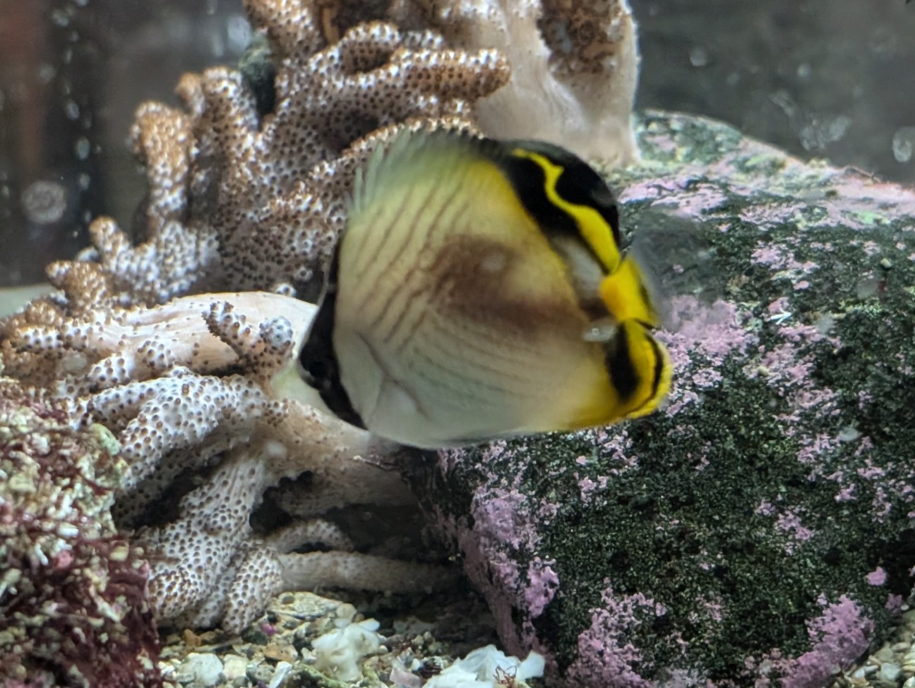 f:id:kawayorikun:20251221152031j:image