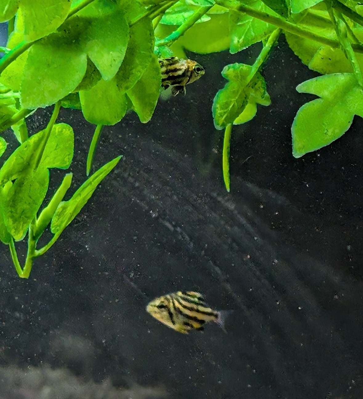 f:id:kawayorikun:20251221153325j:image