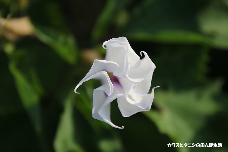 f:id:kawazutanishi:20201024000403j:plain
