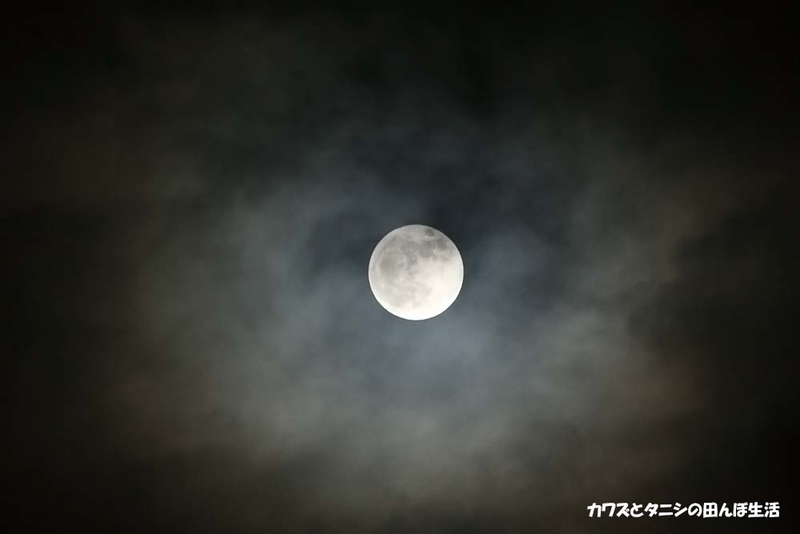 f:id:kawazutanishi:20201130212323j:plain