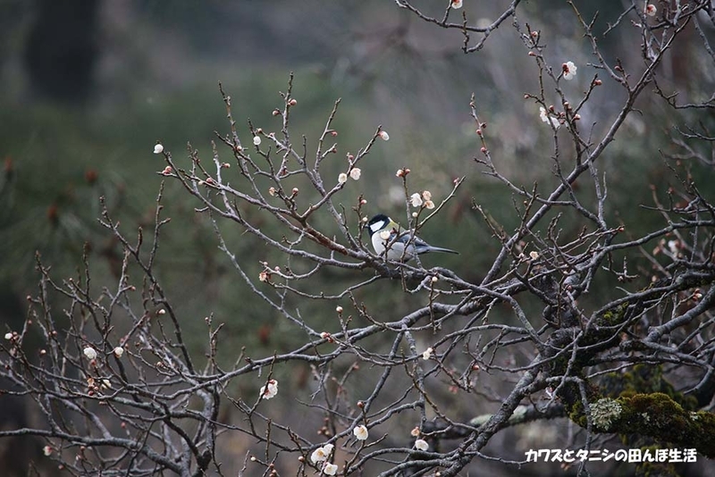 f:id:kawazutanishi:20210219225038j:plain