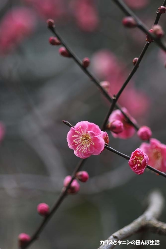 f:id:kawazutanishi:20210219225128j:plain