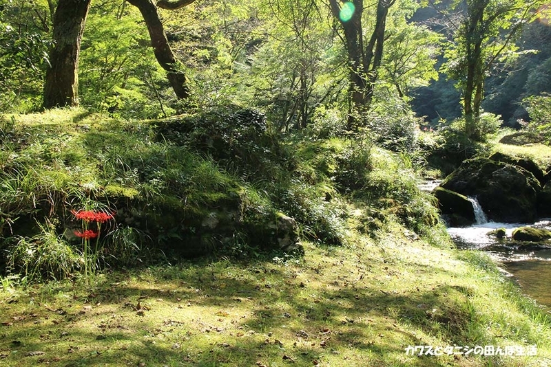 f:id:kawazutanishi:20210925181505j:plain