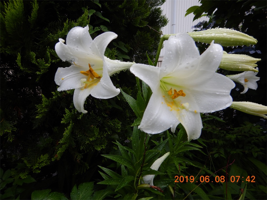 f:id:kawb111:20190611001459j:image