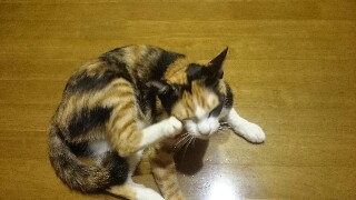 f:id:kay72234:20161011231425j:plain