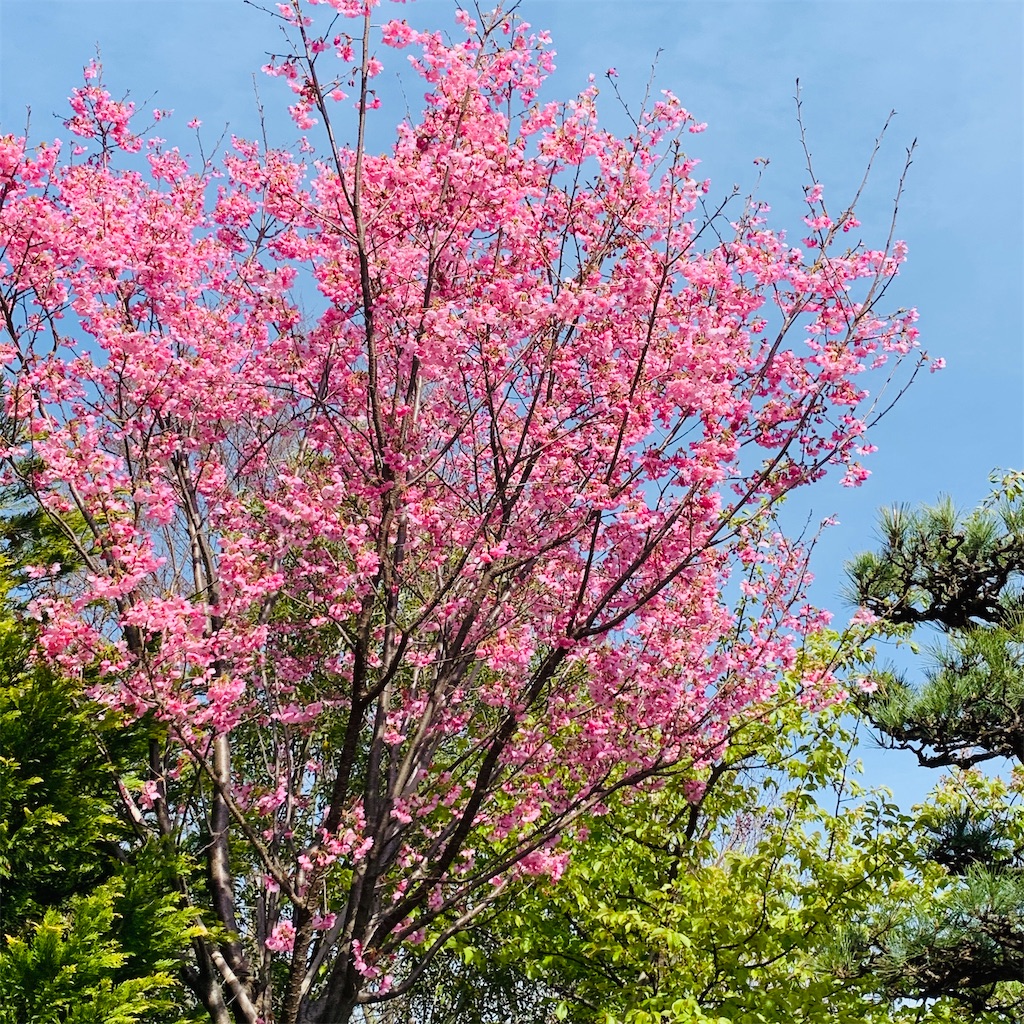 f:id:kayo1228:20210317000847j:image