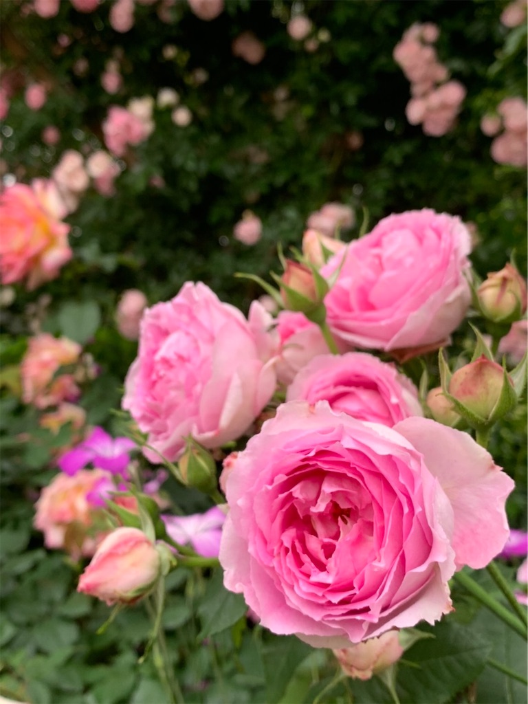 f:id:kayo1228:20210508055122j:image