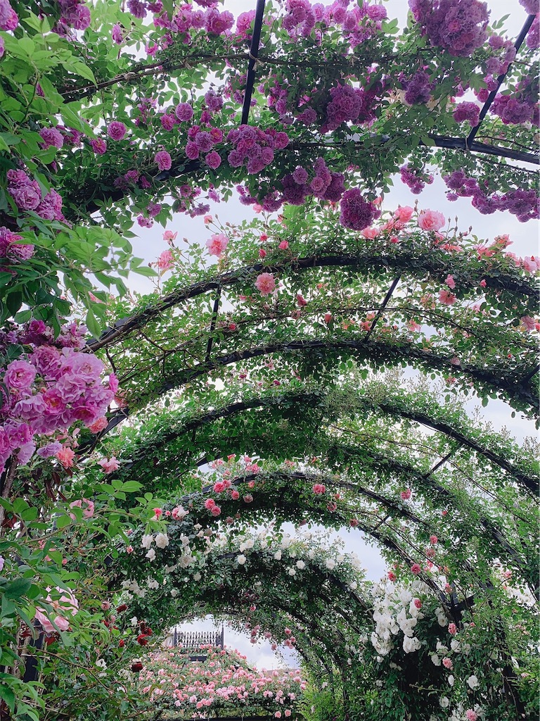 f:id:kayo1228:20210508055158j:image