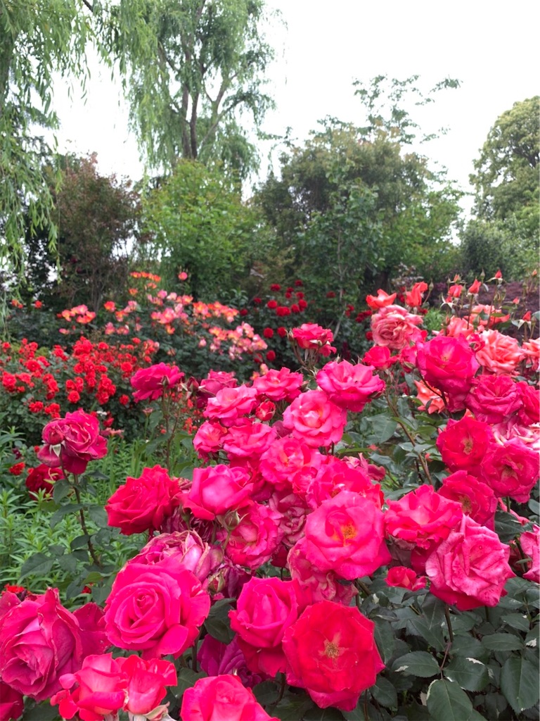 f:id:kayo1228:20210508055232j:image