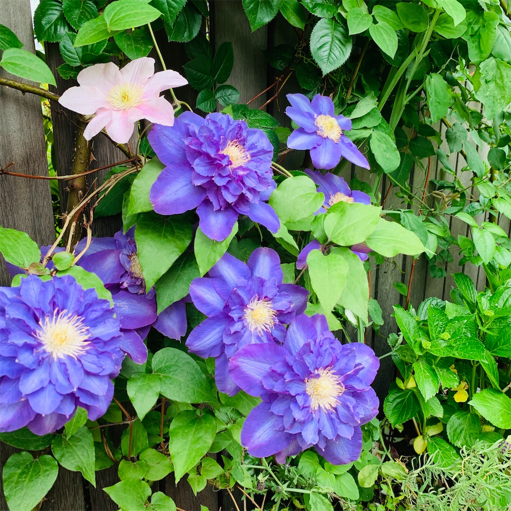 f:id:kayo1228:20210508060238j:image