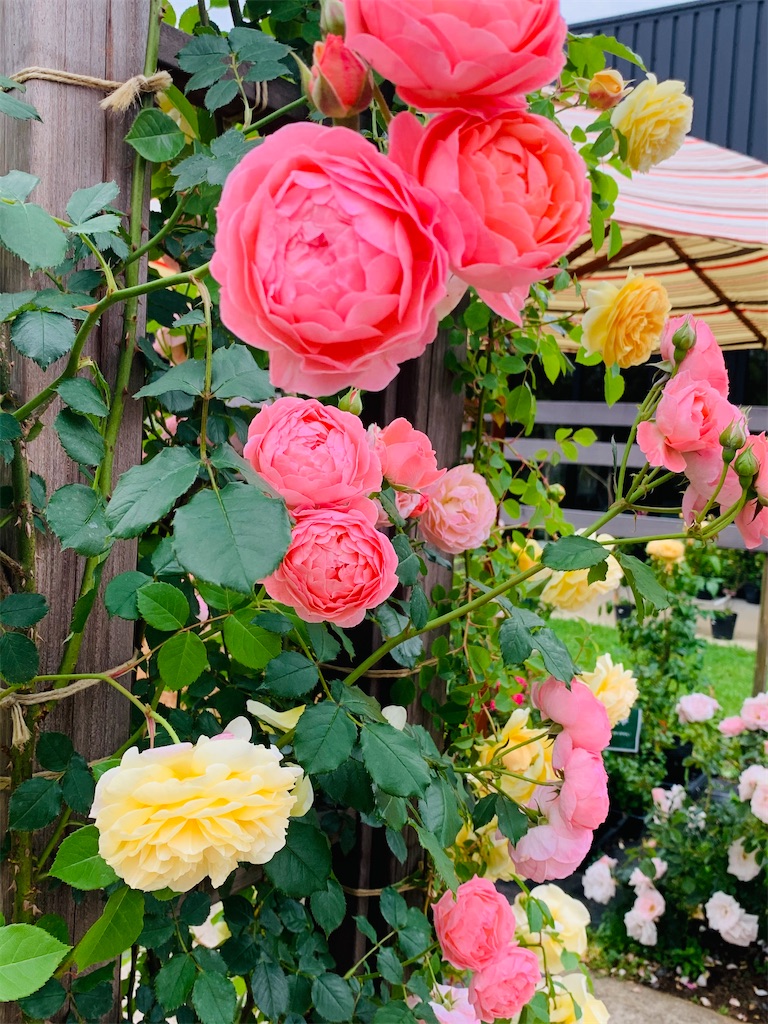 f:id:kayo1228:20210508060254j:image