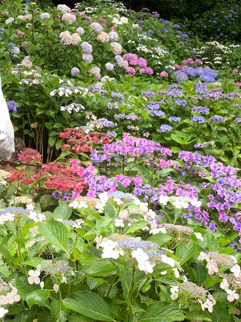 f:id:kayo1228:20210620020626j:image