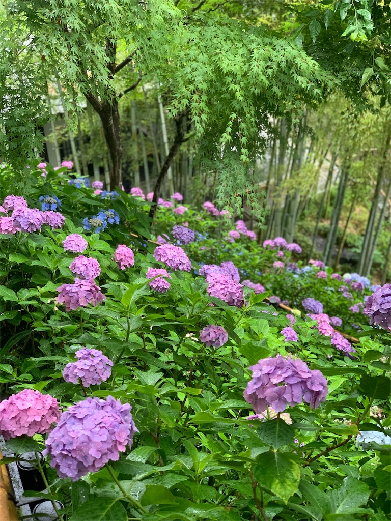 f:id:kayo1228:20210620020630j:image