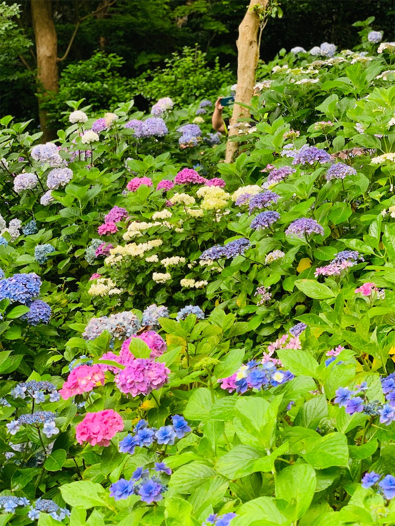 f:id:kayo1228:20210620020634j:image