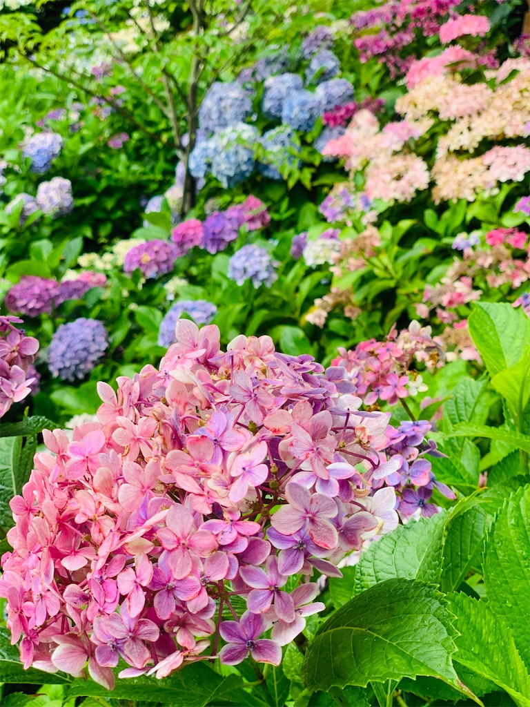 f:id:kayo1228:20210620020638j:image
