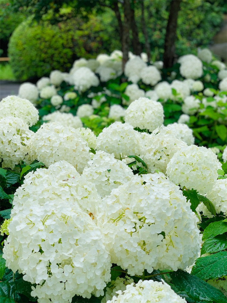 f:id:kayo1228:20210620021639j:image