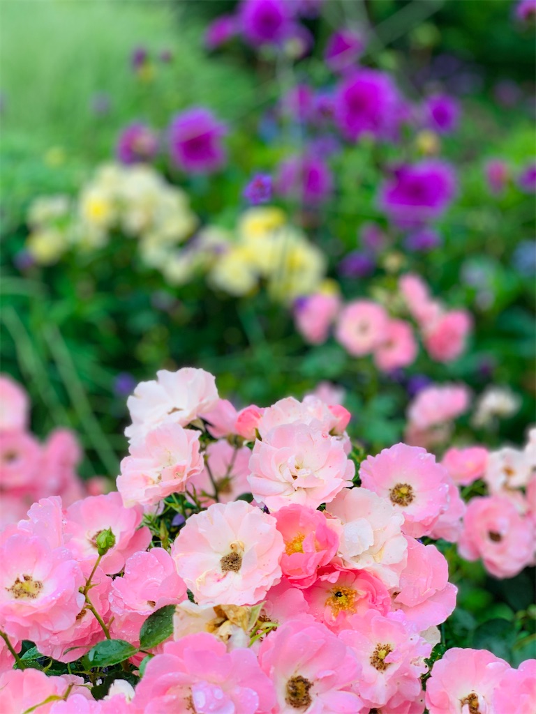 f:id:kayo1228:20210620050422j:image