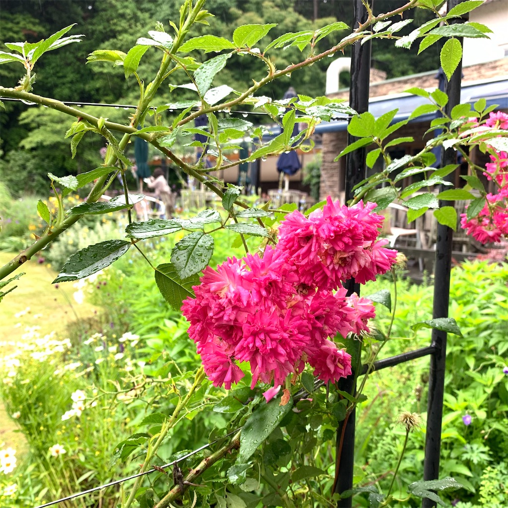 f:id:kayo1228:20210620050426j:image
