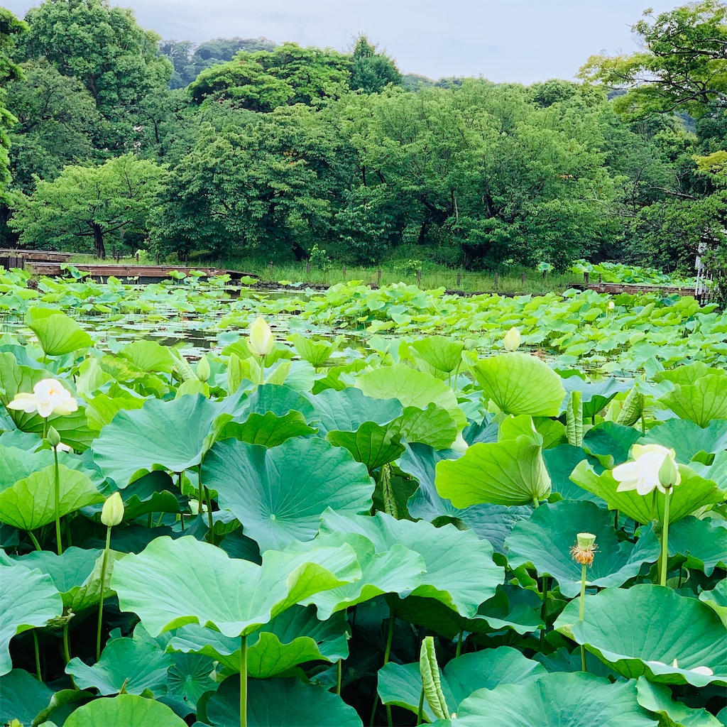 f:id:kayo1228:20210620051235j:image