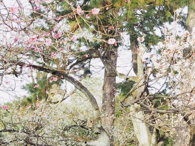 f:id:kayo2012:20190305165437j:plain