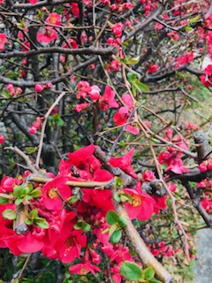 f:id:kayo2012:20200311123145j:plain