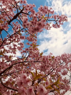 f:id:kayo2012:20200311135316j:plain
