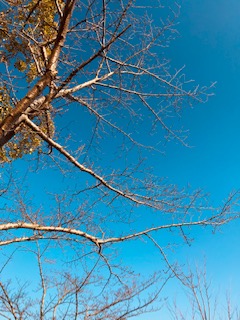 f:id:kayo2012:20200312072230j:plain