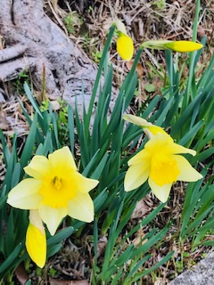 f:id:kayo2012:20200318213651j:plain