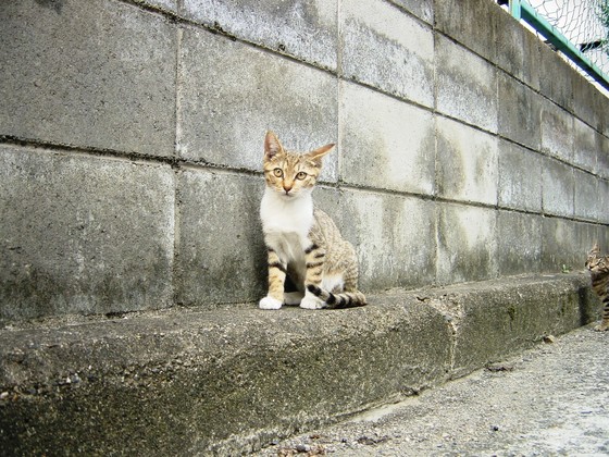 [猫][ねこ][仔猫]