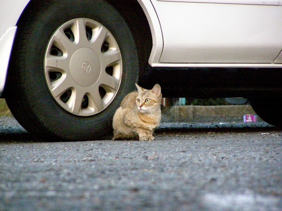 [猫][ねこ]