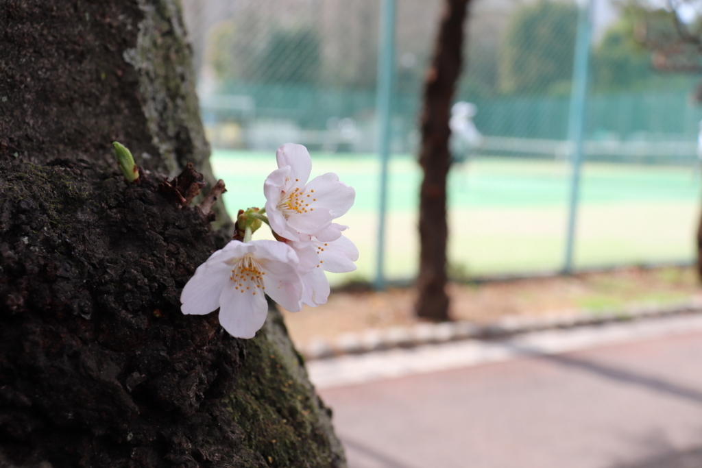 f:id:kayoken:20180325214546j:plain f:id:kayoken:20180325214546j:plain