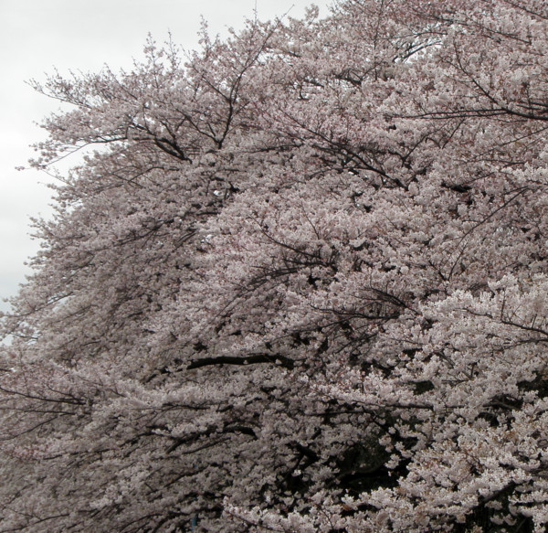 f:id:kayokichi:20100402230733j:image