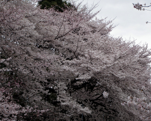 f:id:kayokichi:20100402230734j:image