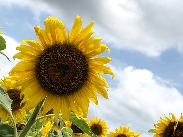 f:id:kayoko_cafe:20200622220350j:plain