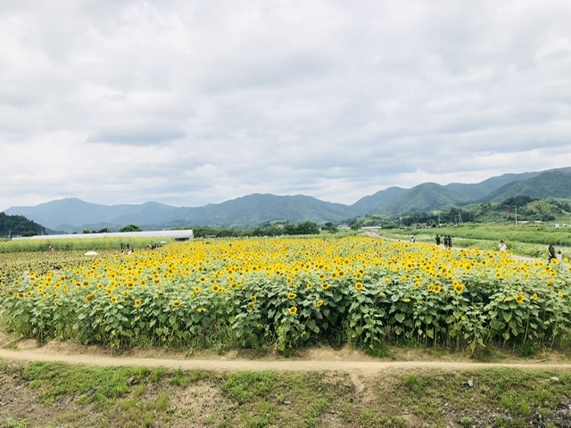 f:id:kayoko_cafe:20200622220935j:plain