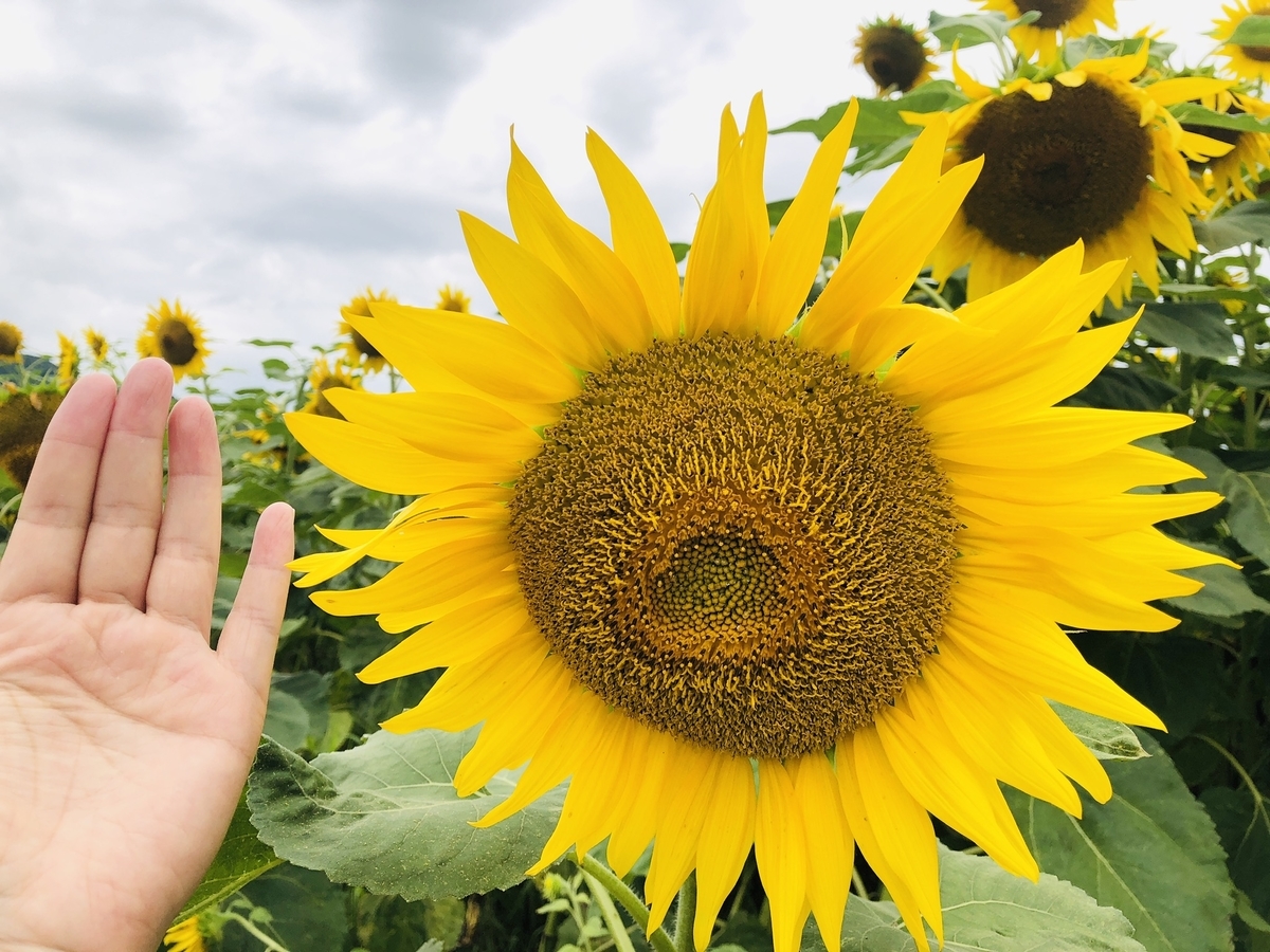 f:id:kayoko_cafe:20200622221305j:plain