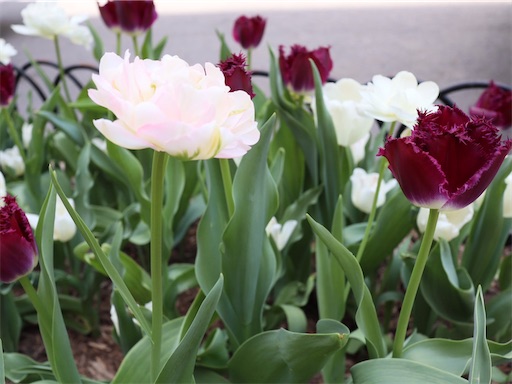 f:id:kayoroom557:20210502131133j:image