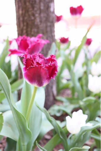 f:id:kayoroom557:20210502131140j:image