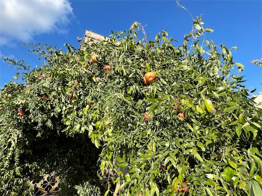 f:id:kayoroom557:20210911114537j:image