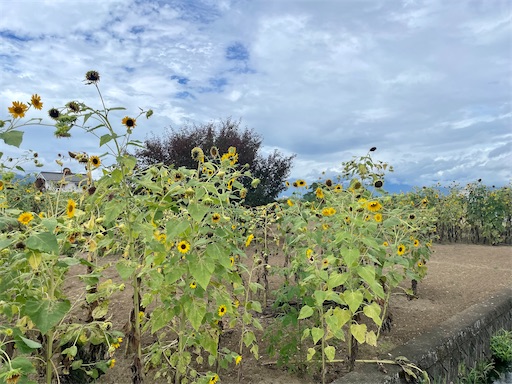 f:id:kayoroom557:20220814172618j:image