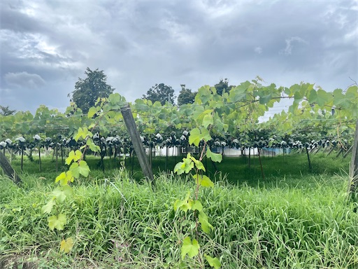 f:id:kayoroom557:20220814172626j:image