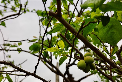 f:id:kayoroom557:20240501200442j:image f:id:kayoroom557:20240501200442j:image