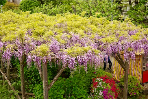 f:id:kayoroom557:20240501200449j:image f:id:kayoroom557:20240501200449j:image