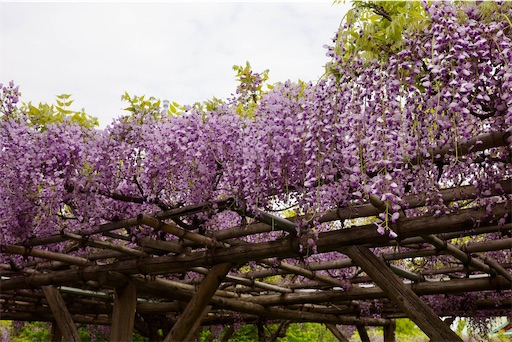 f:id:kayoroom557:20240501200452j:image f:id:kayoroom557:20240501200452j:image