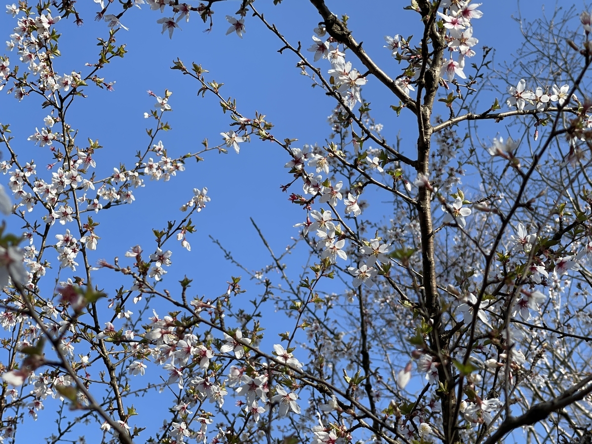 f:id:kayoutozan:20210425144253j:plain