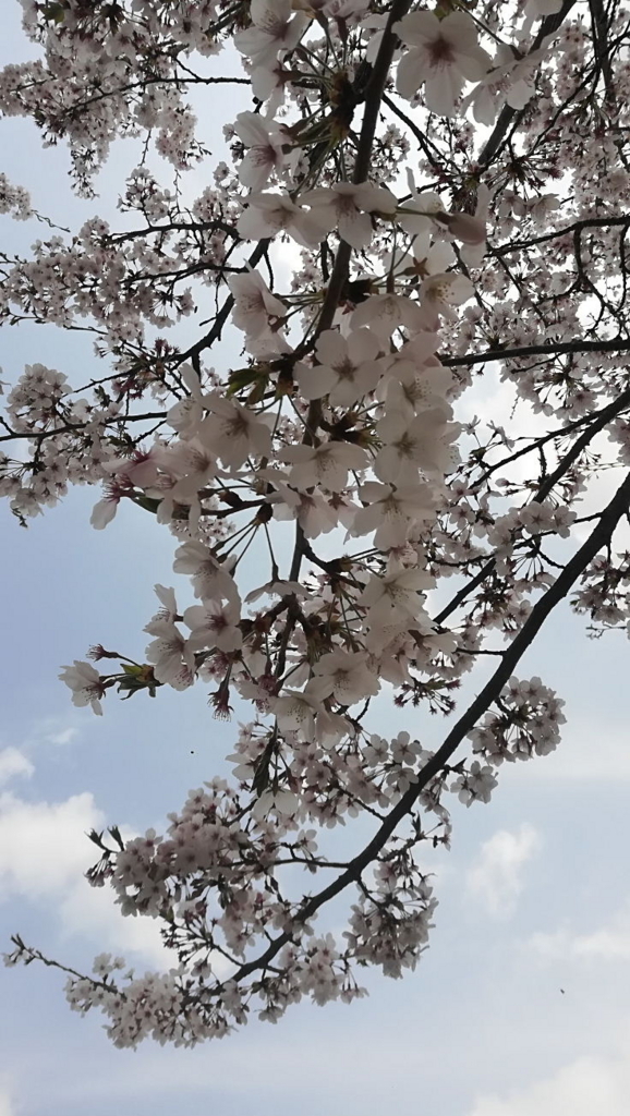 f:id:kayowind:20180404102851j:plain f:id:kayowind:20180404102851j:plain