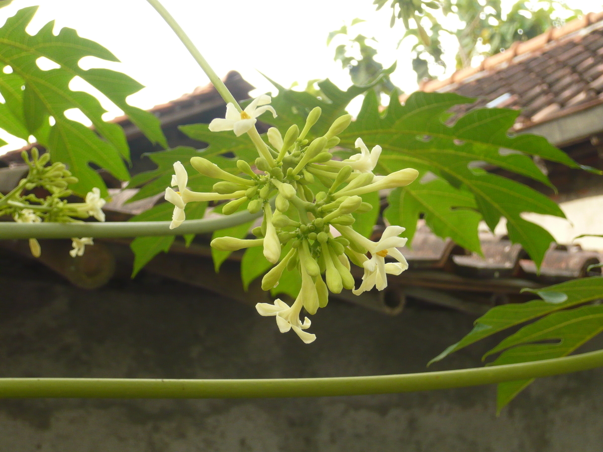 f:id:kayumanis:20210317095726j:plain